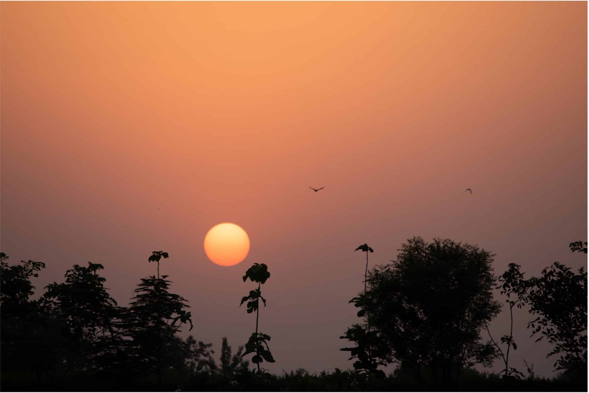 Orange sun setting below a hazy sky, silhouetting trees and foliage in the foreground, with two birds flying across the open sky.