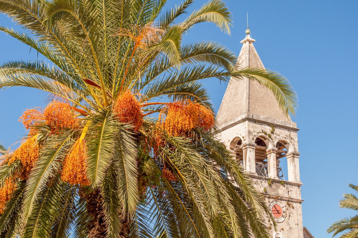 Palm tree with orange date clusters in front of a stone bell tower under a clear blue sky.