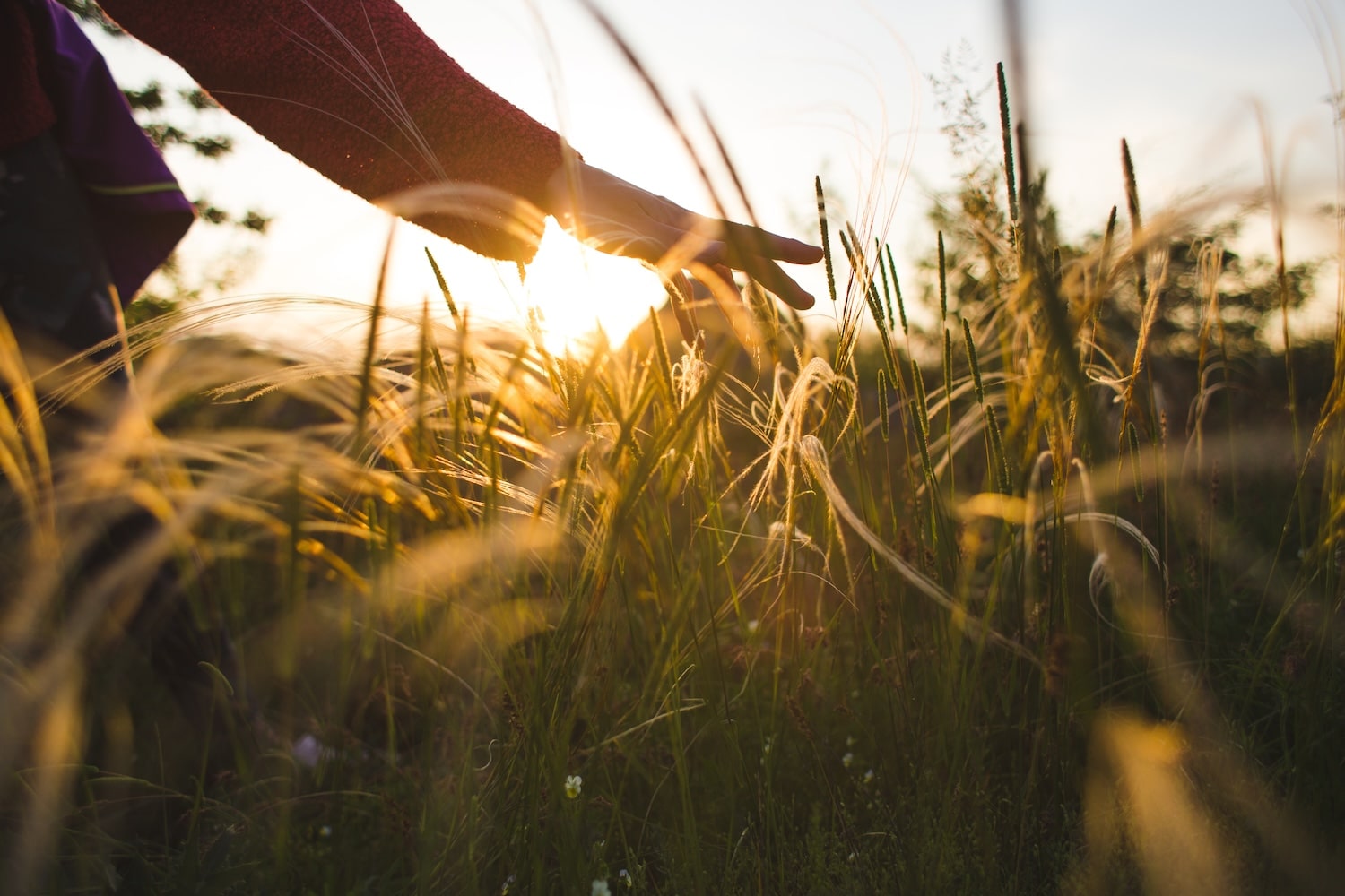 A hand brushing through golden tall grasses at sunset, sunlight glowing through the blades.