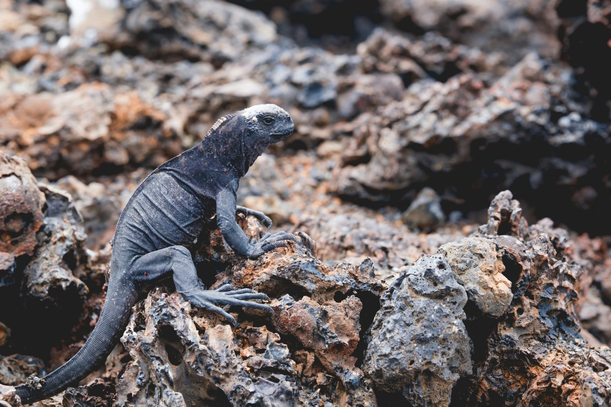 Close-up of a dark lava lizard perched on jagged volcanic rocks in a rocky landscape, mid-scene.